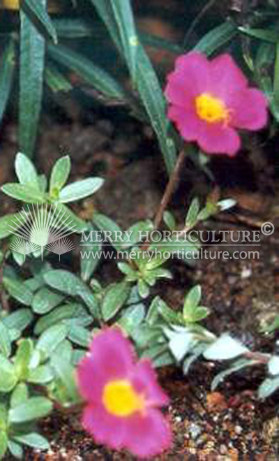 Portulaca Single Petal 'Red'